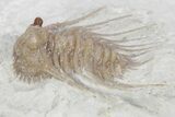 Spiny Trilobite (Kettneraspis) - Black Cat Mountain, Oklahoma #357362-2